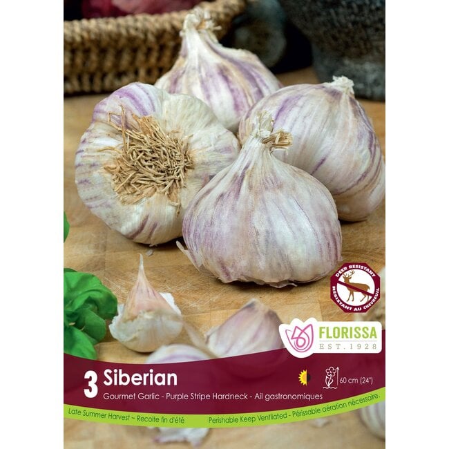 Garlic - Siberian