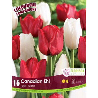 Companion - Canadian Eh