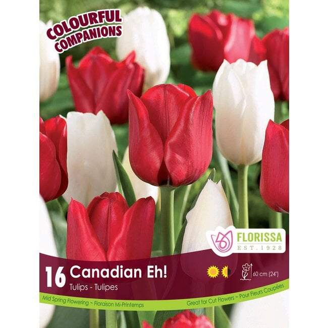 Companion - Canadian Eh