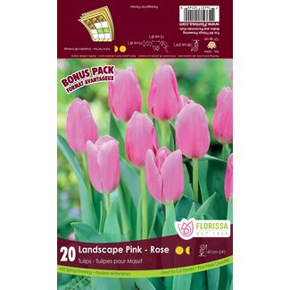 Tulip - Landscape Pink