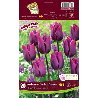 Tulip - Landscape Purple