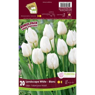 Tulip - Landscape White