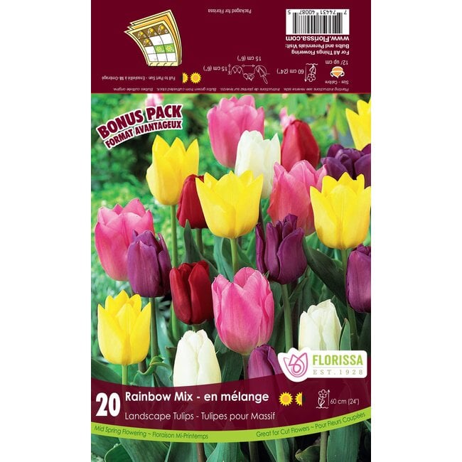 Tulip - Rainbow Mix