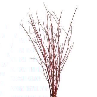 Dogwood - Natural Redtwig