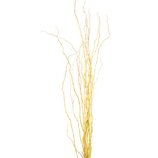 Curly Willow - Natural Yellow
