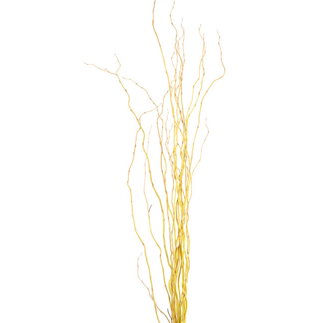 Curly Willow - Natural Yellow