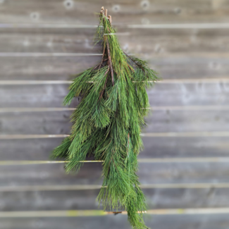 Red Pine Bough