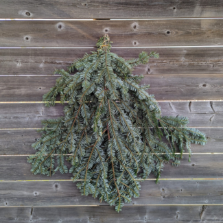 Fraser Fir Bough