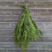Ontario Cedar Bough