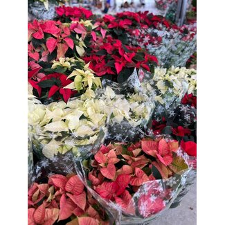 Poinsettia