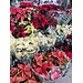 Poinsettia