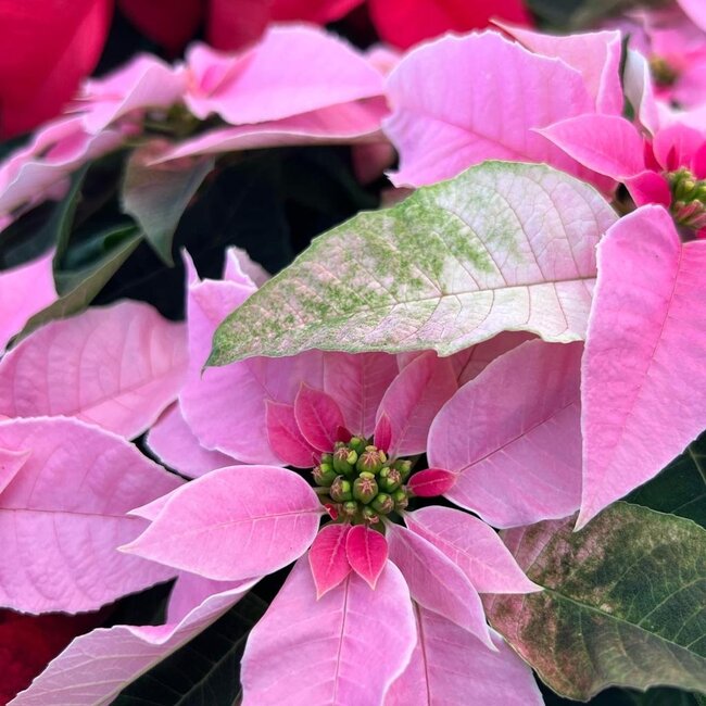 Poinsettia