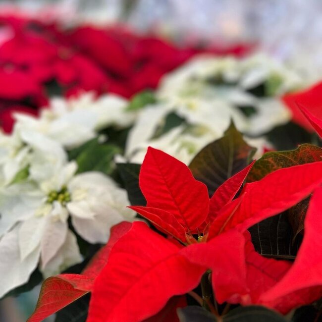Poinsettia