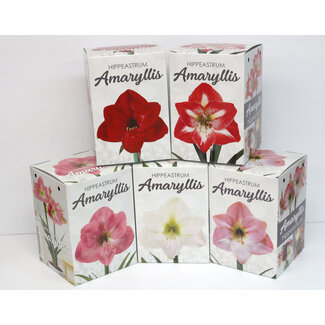 Amaryllis Kit