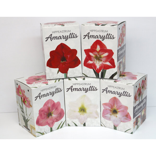 Amaryllis Kit