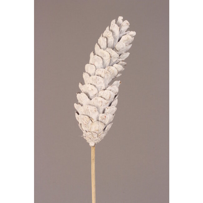 Strobus Pinecones White Frost