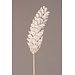 Strobus Pinecones White Frost