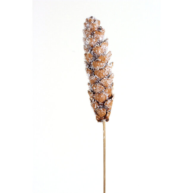 Strobus Pinecones Snow