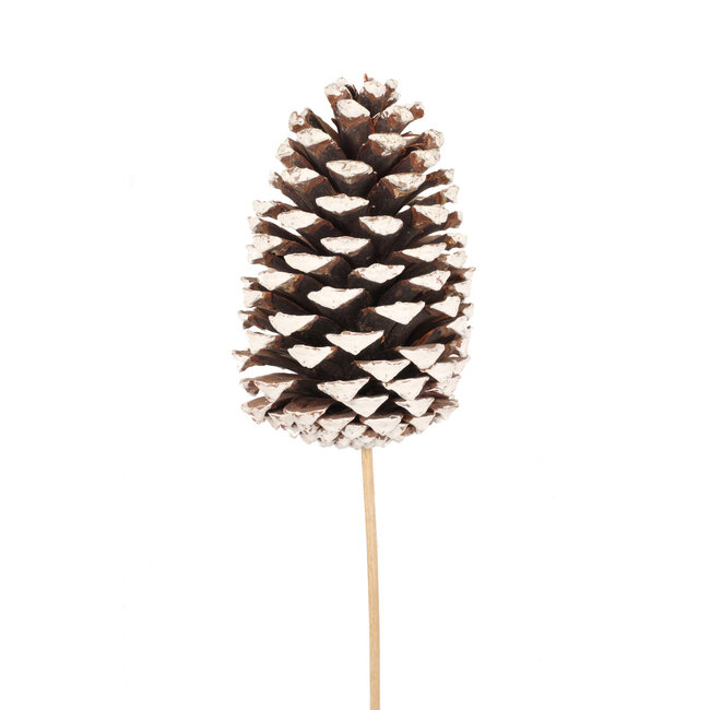 Jumbo White Tip Pinecones