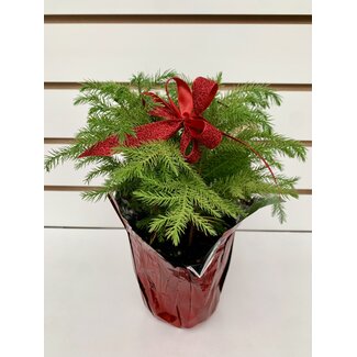 4" Norfolk Island Pine