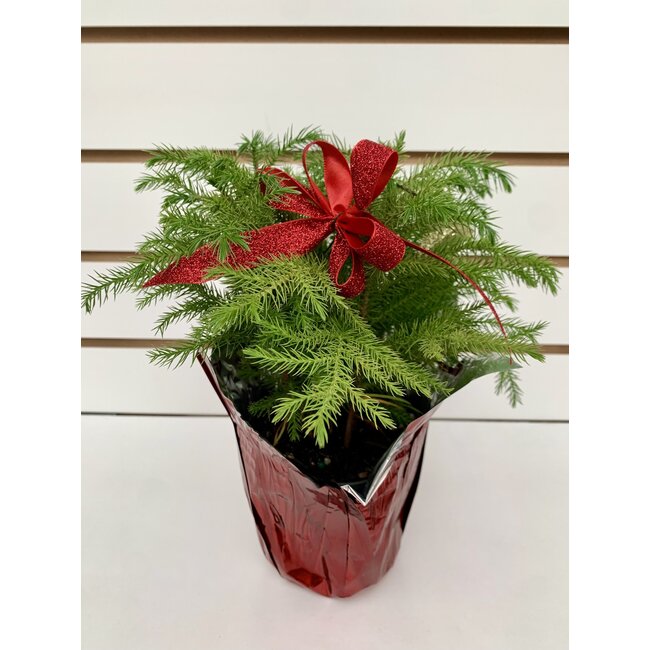 4" Norfolk Island Pine