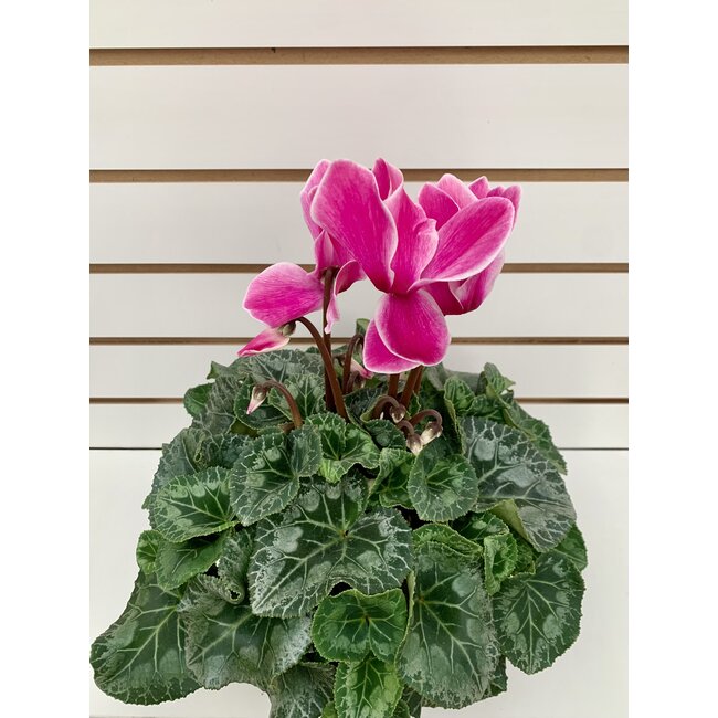 Cyclamen