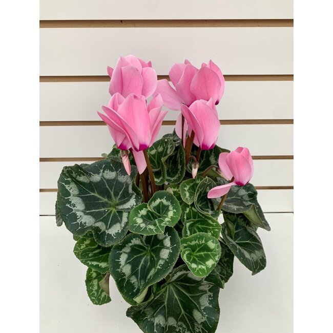 Cyclamen