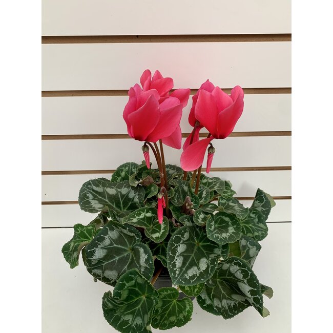 Cyclamen