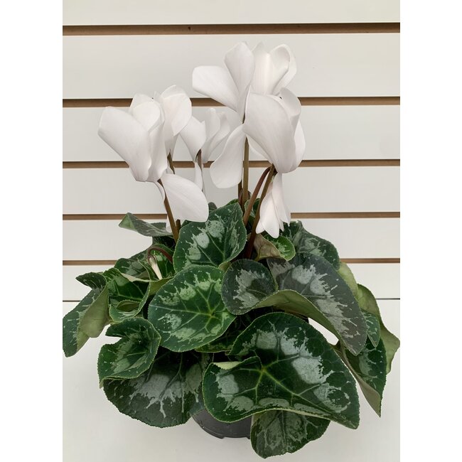 Cyclamen
