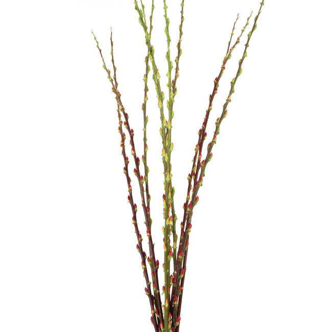 Pussy Willow Natural Red