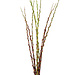 Pussy Willow Natural Red