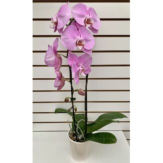 5" Orchid Phal Pink Cascade Ceramic