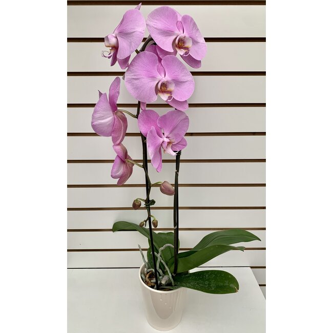 5" Orchid Phal Pink Cascade Ceramic