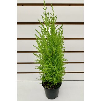 4.5" Goldcrest Cypress Cone