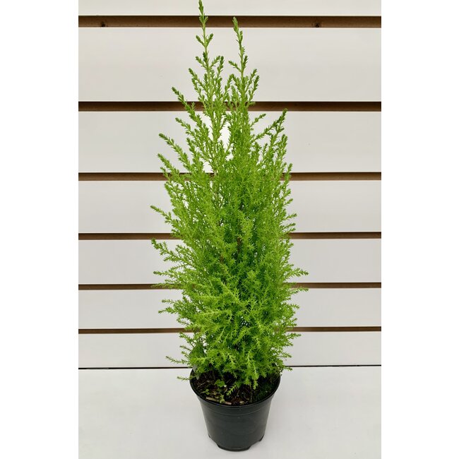 4.5" Goldcrest Cypress Cone