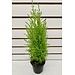 4.5" Goldcrest Cypress Cone