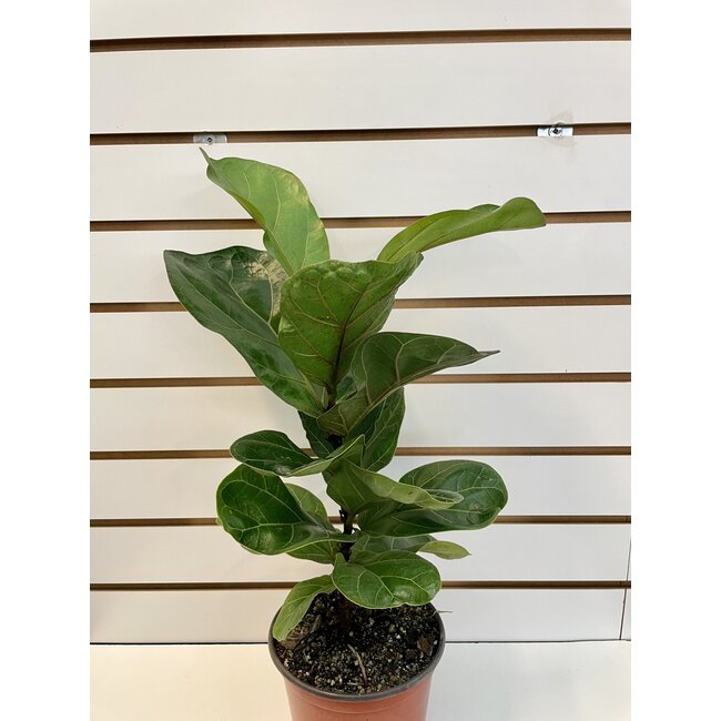 6" Ficus Lyrata  Bambino