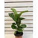 6" Ficus Lyrata  Bambino