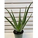 6" Aloe Vera