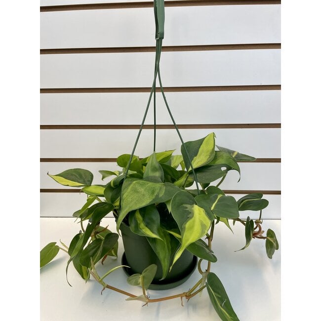 6.5" Philodendron Brasil HB