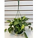 6.5" Philodendron Brasil HB
