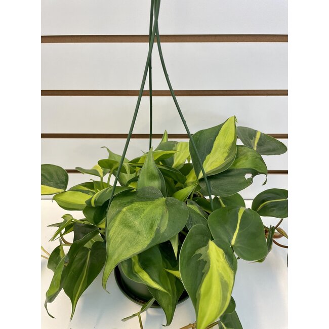6.5" Philodendron Brasil HB