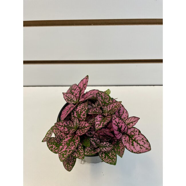 3.5" Polka Dot - White/Pink