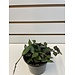 4" Hoya Krohniana Black
