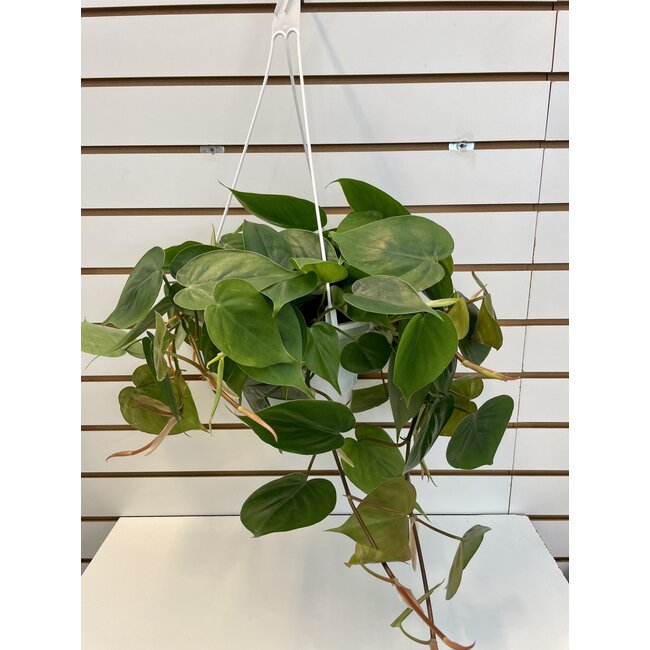 10" Philodendron Cordatum HB