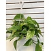 8" Pothos Marble Queen HB