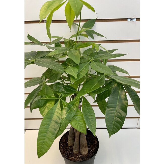 6" Pachira Money Tree