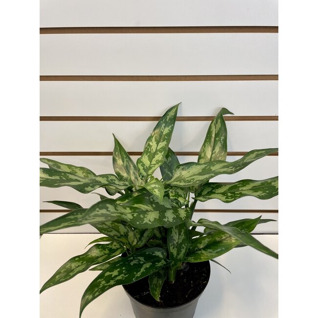 6" Aglaonema Emerald Beauty/Maria