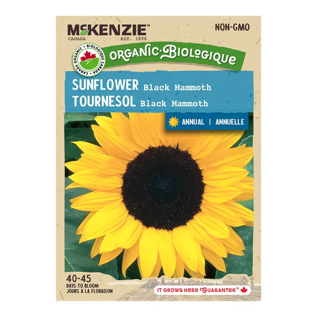 Sunflower Black Mammoth Organic