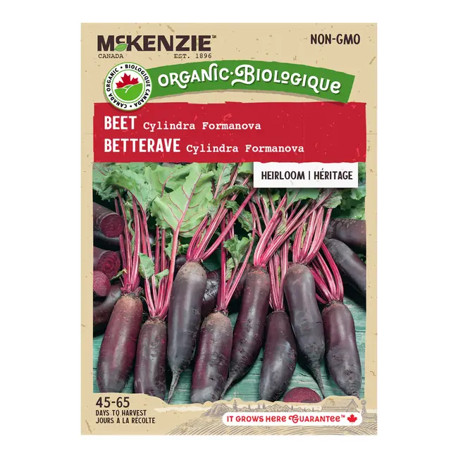 Beet Cylindra Formanova Organic